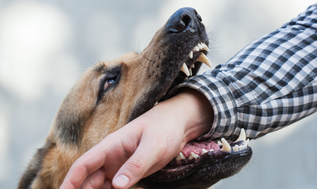 dog bite case personal injury